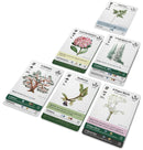 CG Reforest: Old Growth
