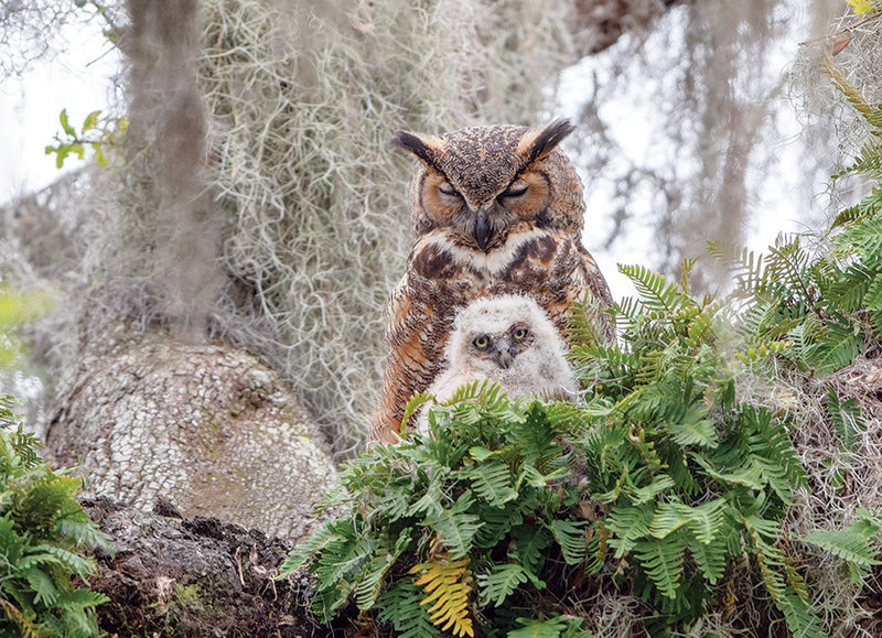 Cobble Hill Puzzle 1000 Piece Great Horned Owl