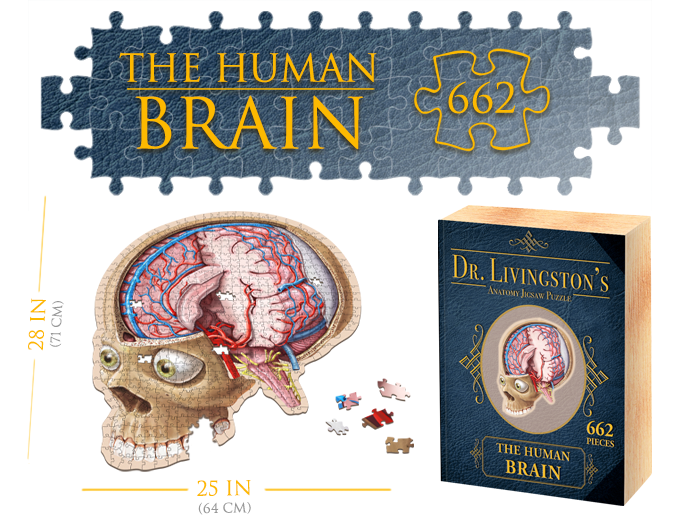 Puzzle Dr. Livngston's Anatomy Puzzle Human Brain 662 Pcs