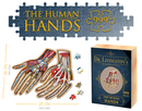 Puzzle Dr. Livngston's Anatomy Puzzle Human Hands 512 Pcs