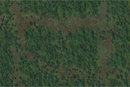 D&D Icons of the Realms Battle Mat - Forest